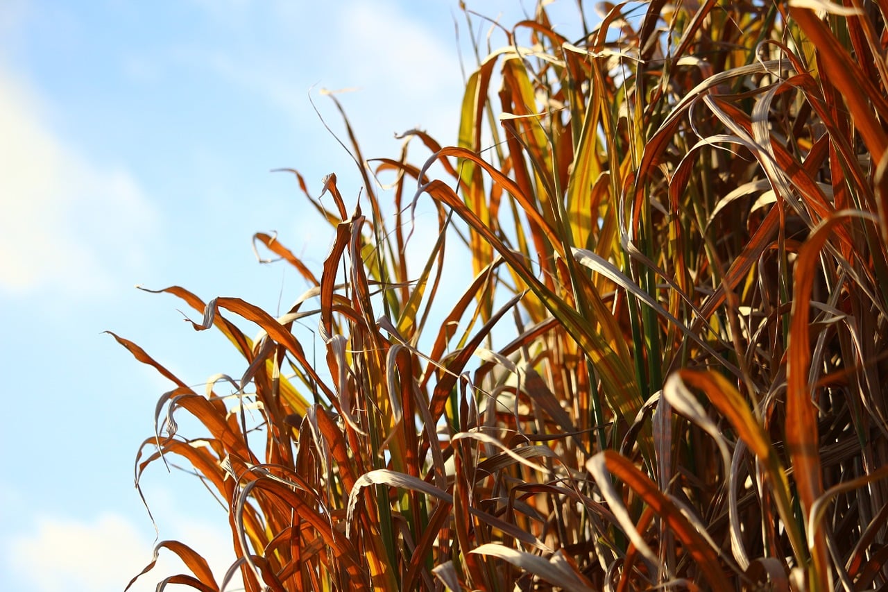 picture of autumn