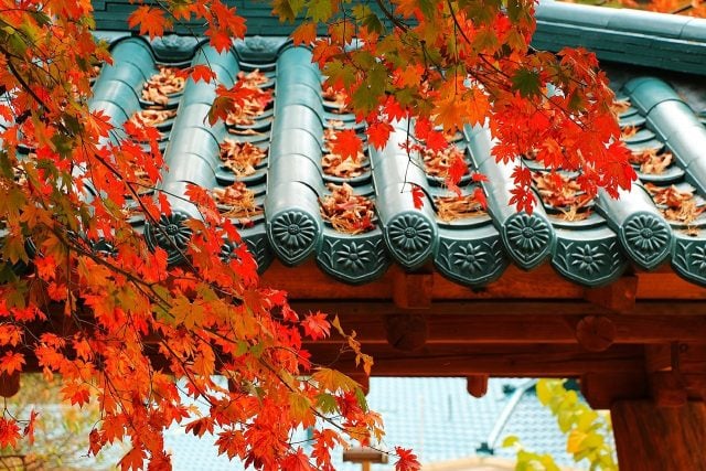 image of autumn